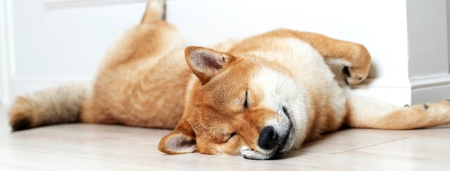 Intérieur adapté pour chats et chiens : nos conseils et astuces