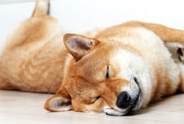Intérieur adapté pour chats et chiens : nos conseils et astuces
