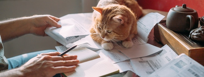 Taxe animaux de compagnie 2025 : faut-il s’inquiéter ?