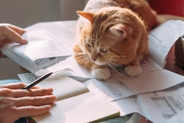 Taxe animaux de compagnie 2025 : faut-il s’inquiéter ?