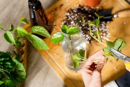 Comment faire des boutures avec des fruits et des légumes ?