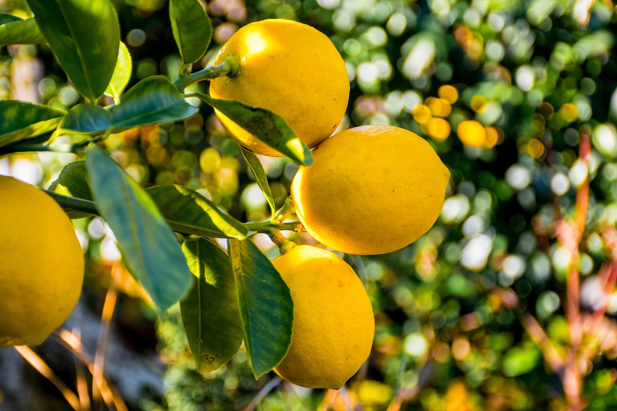 Des citrons mûrs jaunes sont suspendus aux branches des citronniers