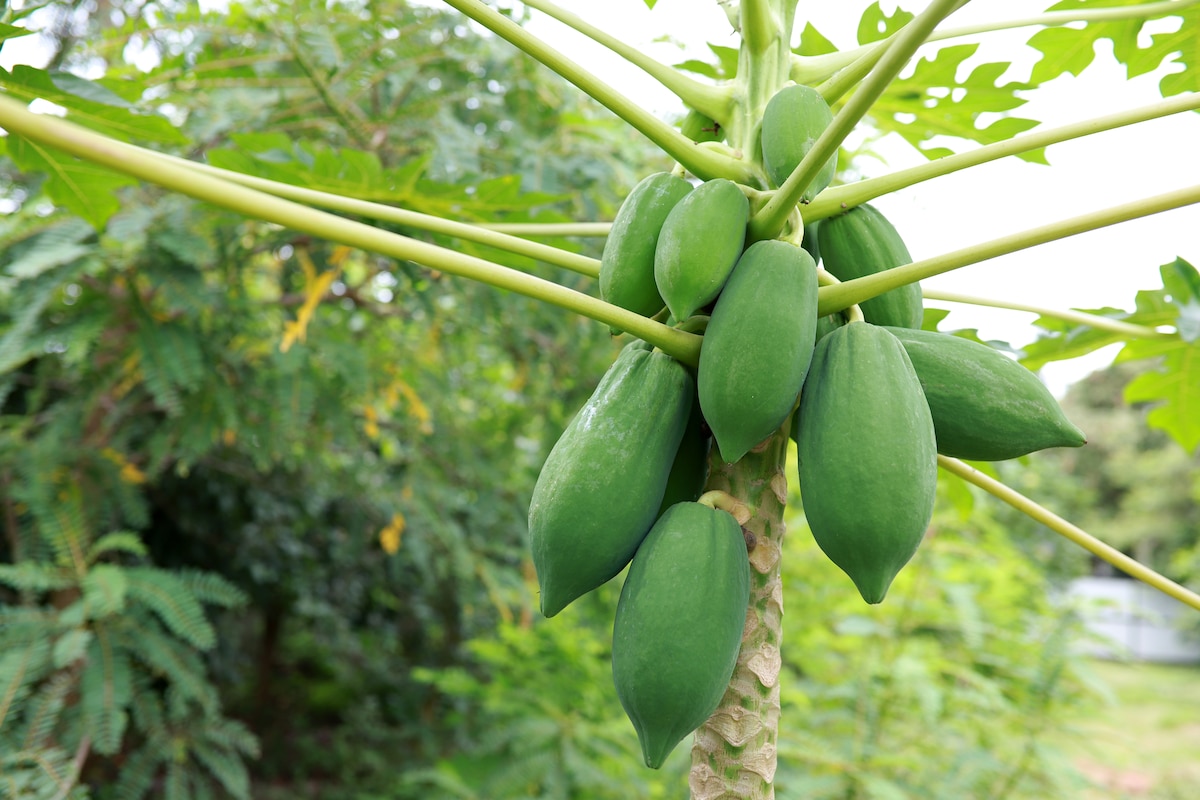 Papaye verte
