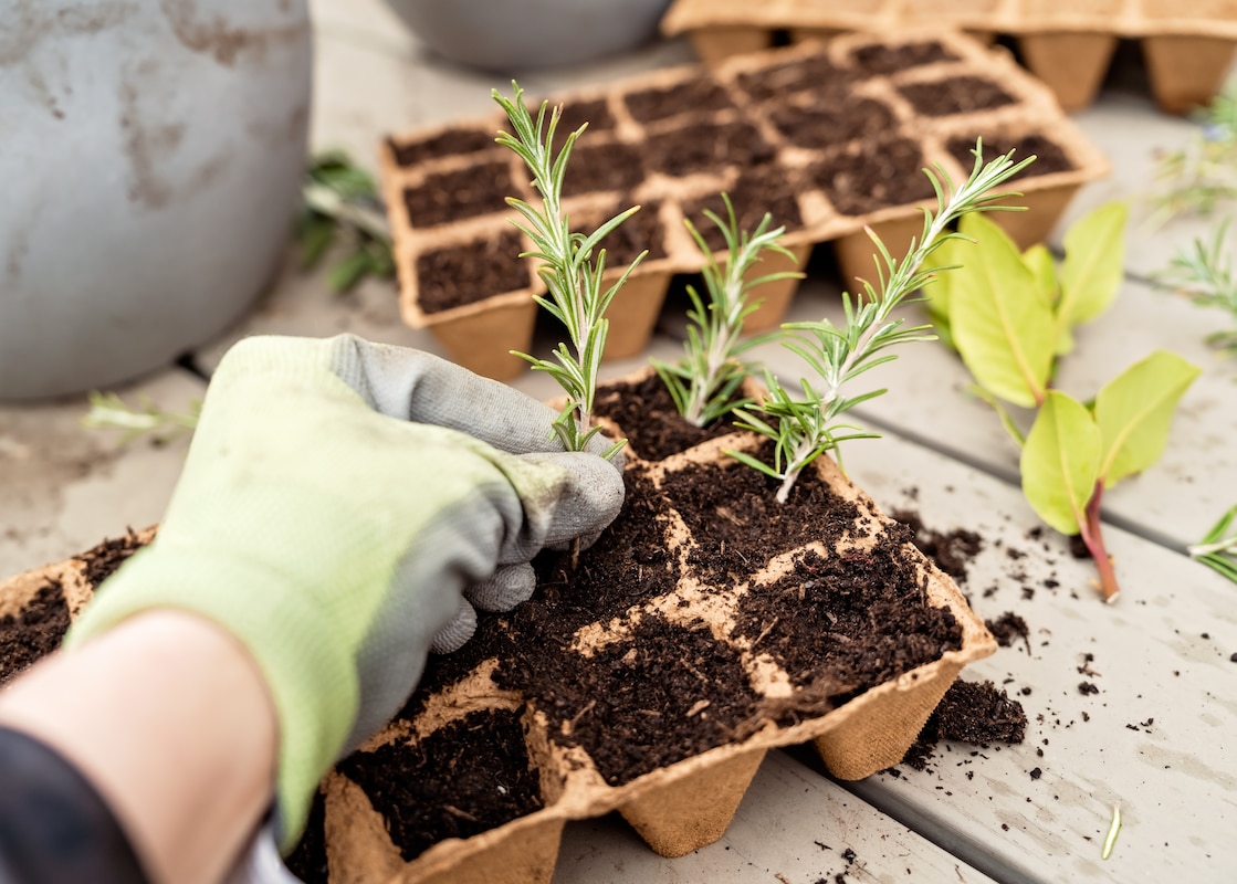 Propagation de petites plantes de boutures de romarin