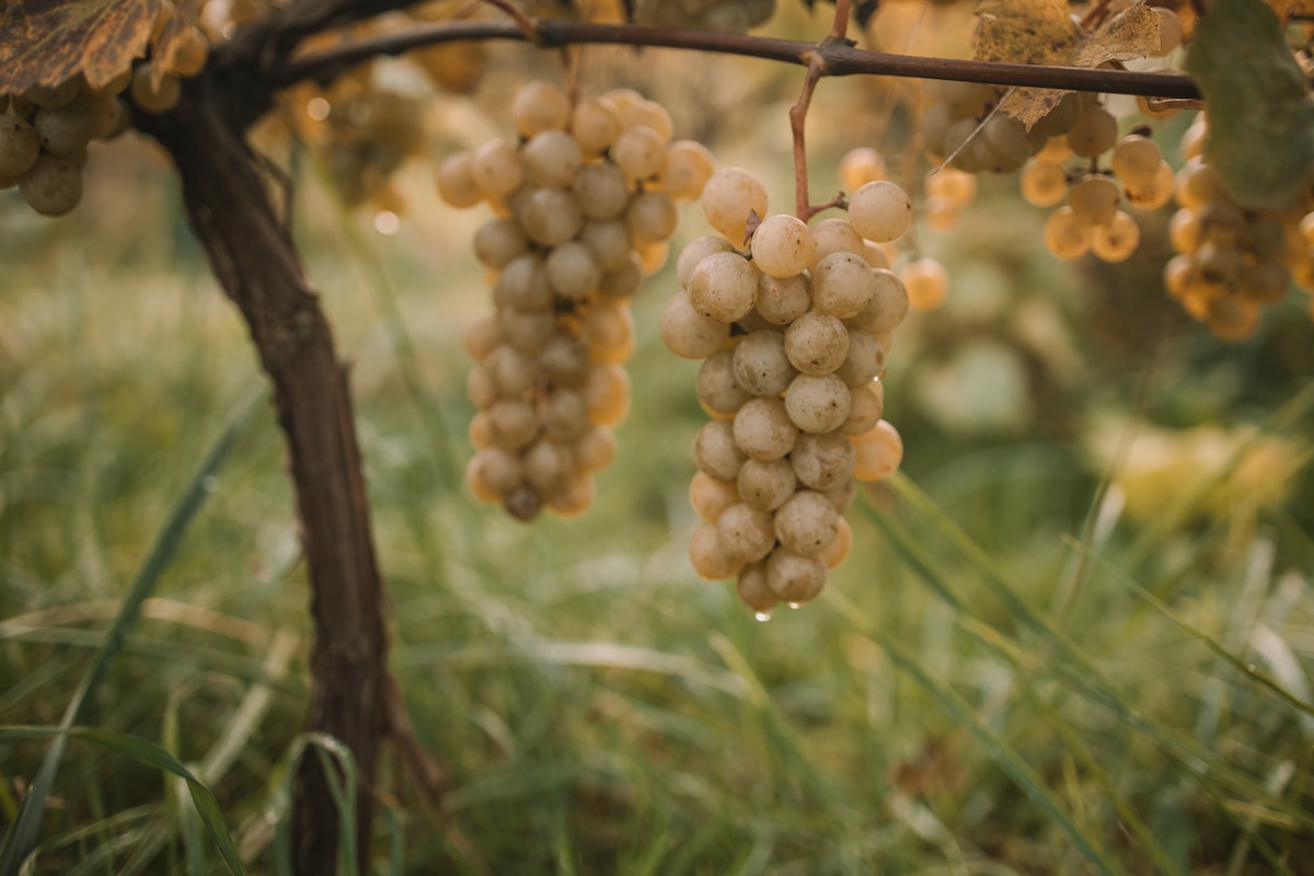 Raisins blancs