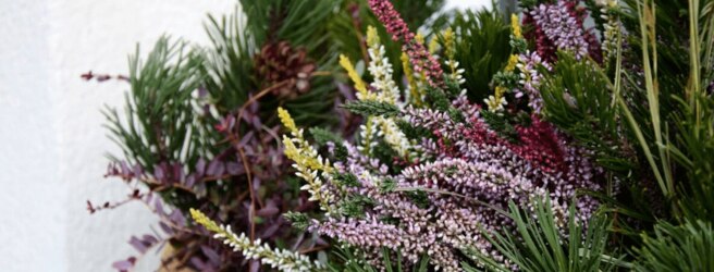 Jardiner sur votre balcon en hiver : idées de plantes et de décoration