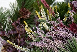 Jardiner sur votre balcon en hiver : idées de plantes et de décoration 