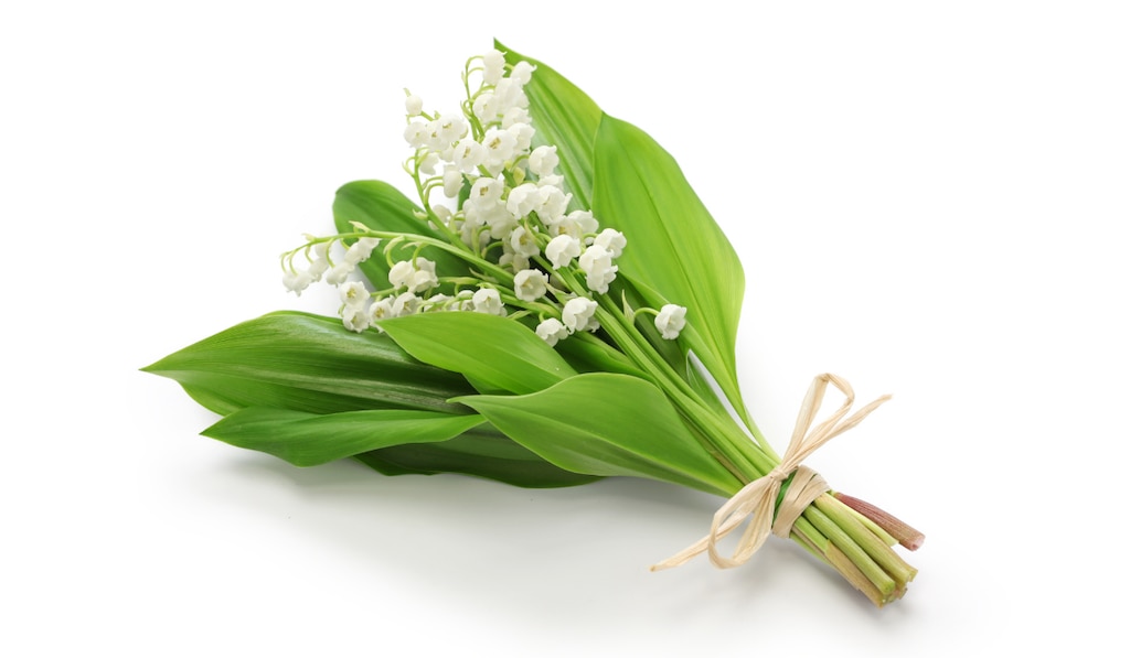 Bouquet de muguet le 1er mai