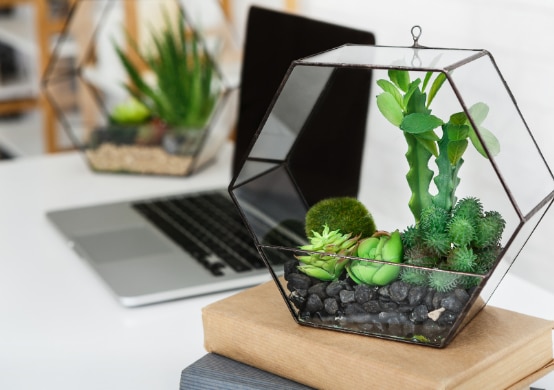 Contenant terrarium ouvert