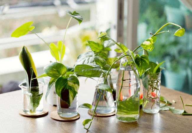 DIY #4 : boutures à eau dans des pots de verre