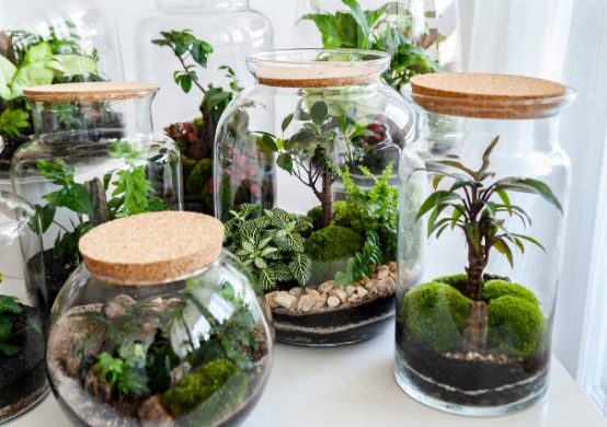 Terrarium fermé plantes