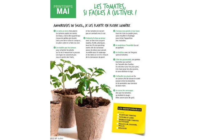 Comment planter les tomates ? Les bons réflexes à connaître !