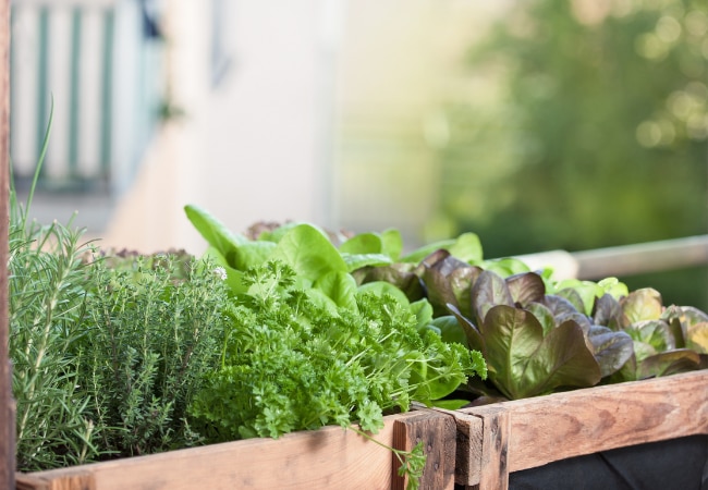 Potager de balcon : herbes aromatiques