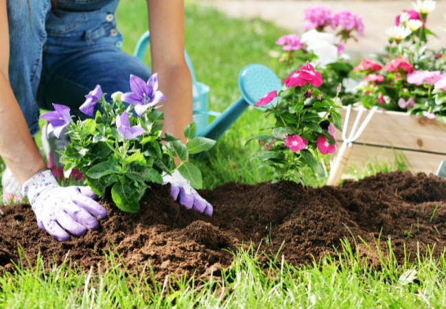 Jardinage : démarrer votre potager au printemps