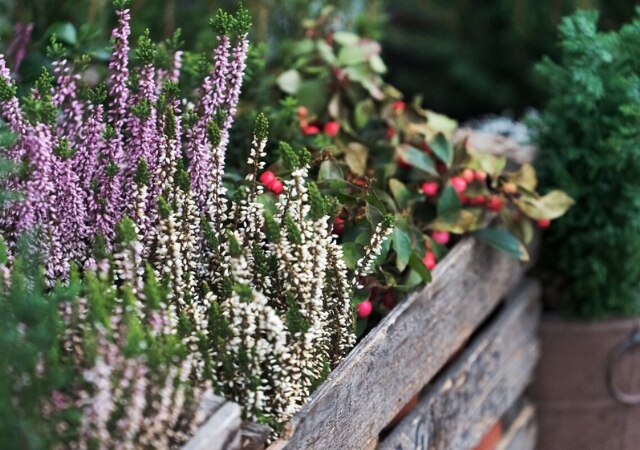 Acheter des plantes résistantes à l'hiver