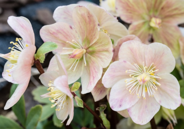 Des fleurs magnifiques avec la rose de Noël