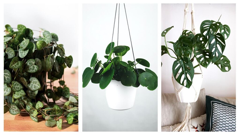 Plantes de bureau