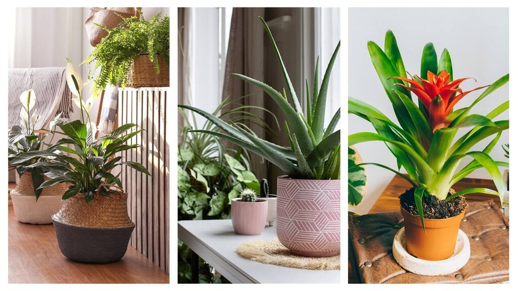 Plantes pour la chambre