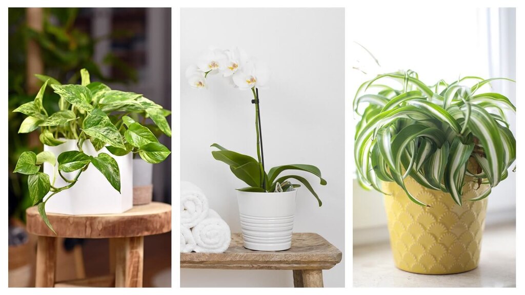 Plantes salle de bain