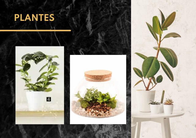 Plantes d'intérieur