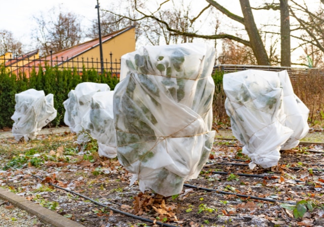 Protéger les plants, le potager et les arbustes en hiver