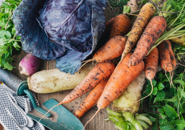 Récolter les légumes d'hiver