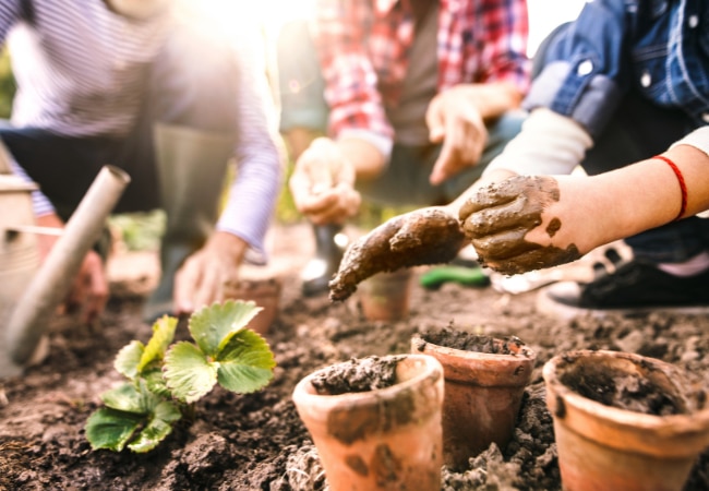 Découvrez les graines à semer au printemps