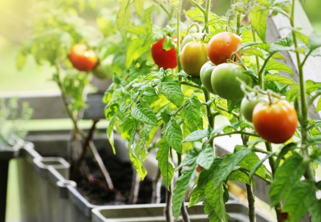 Potager de balcon : tomates-cerises