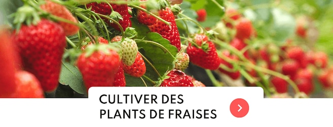 Comment cultiver des fraises dans son jardin ?