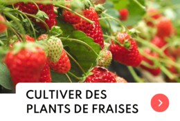 Comment cultiver des fraises dans son jardin ?