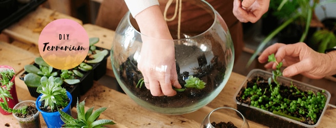 Comment fabriquer un terrarium soi-même ?