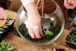 Comment fabriquer un terrarium soi-même ?