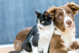 Nos meilleures offres et astuces pour animaux de compagnie