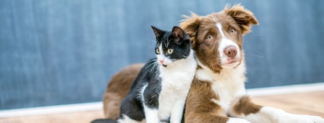 Journée des animaux : nos meilleures offres et astuces pour économiser