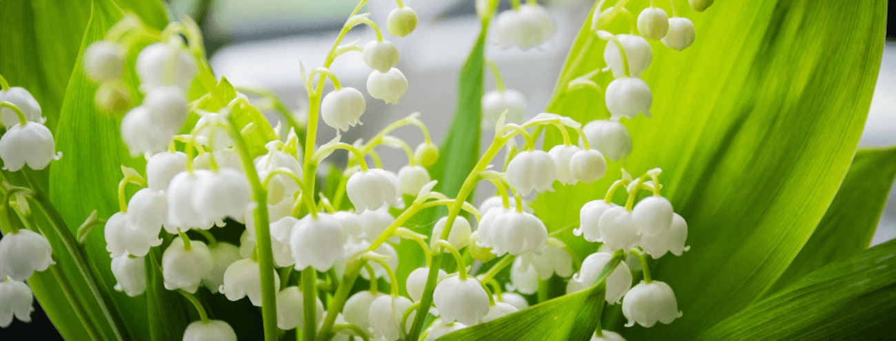 Où acheter du muguet le 1er mai ?