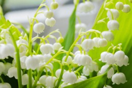 Où acheter du muguet le 1er mai ?