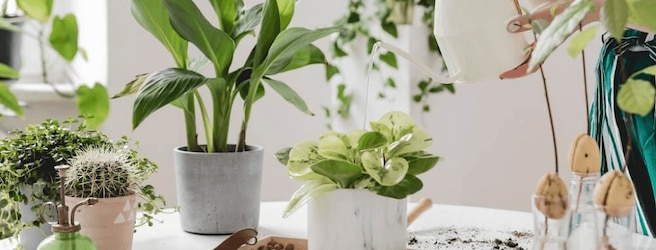 Plantes en hiver : intérieur, balcon et jardin