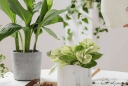 Plantes en hiver : intérieur, balcon et jardin