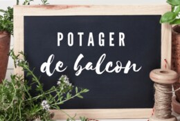 Jardiner en ville : que planter sur son balcon ? 