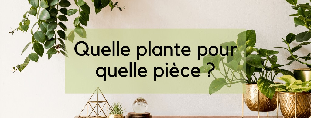 Plantes d'intérieur : comment bien les choisir selon les pièces ?