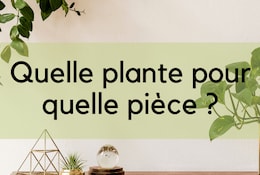 Bien choisir ses plantes d'intérieur : conseils et idées