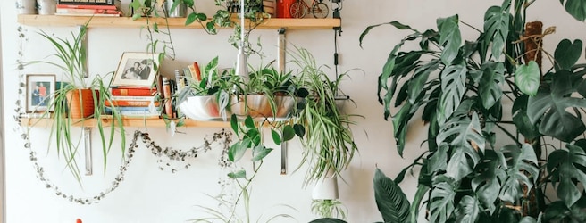 Comment prendre soin des plantes d'intérieur en hiver ?
