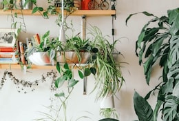 Comment prendre soin des plantes d'intérieur en hiver ? 