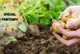 Que planter dans son potager au printemps