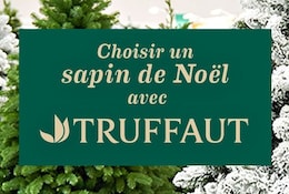 Comment bien choisir votre sapin avec Truffaut ? 